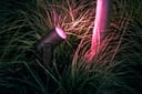 hue lily spotlight review